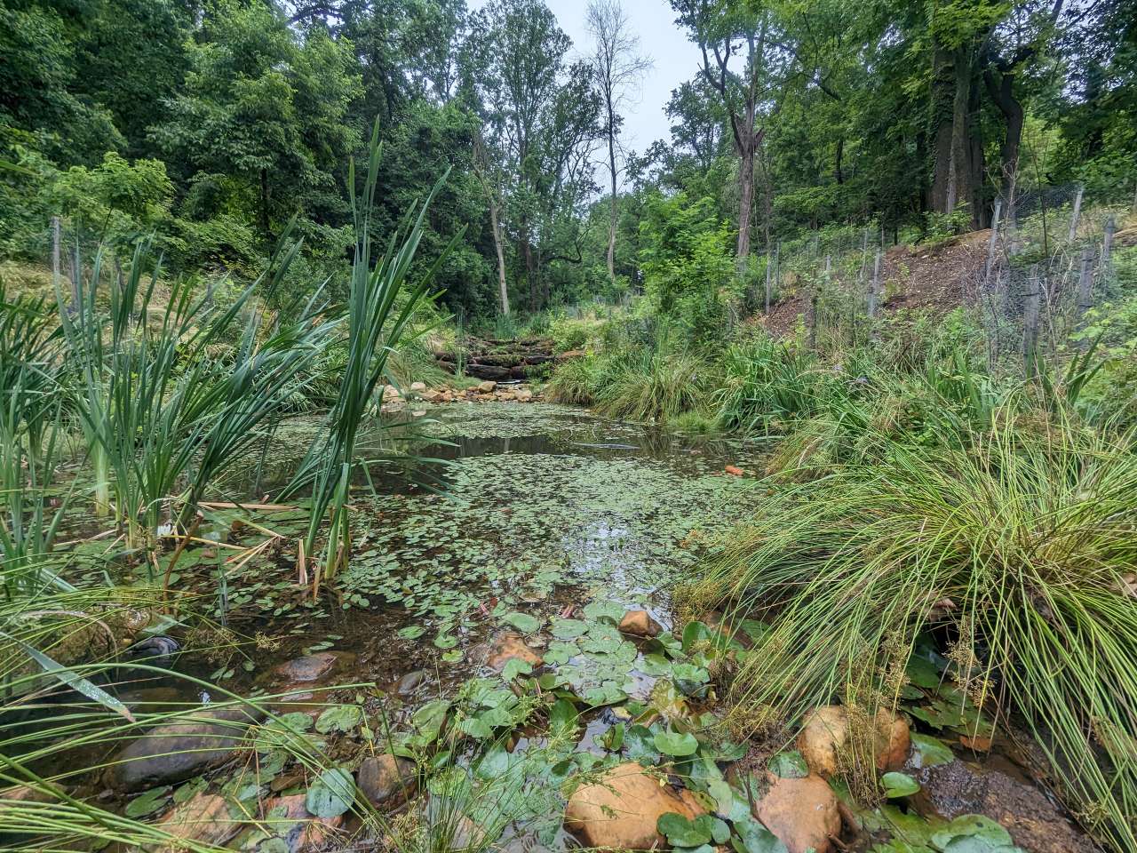 Stream, shoreline, and wetland restoration services by Actaeon in DC, Maryland, and Virginia